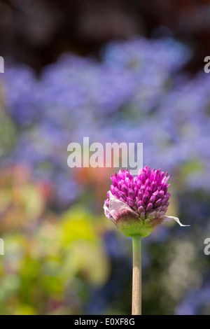 Allium hollandicum 'viola sensazione'. Cipolla ornamentali fiore emergente da bud Foto Stock