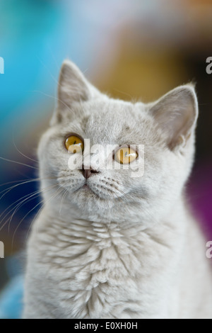 Cani e gatti: grigio chiaro Young British Shorthair cat, close-up ritratto, il fuoco selettivo, naturale sfondo sfocato Foto Stock