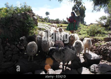 Puno, Perù. 13 Maggio, 2014. Una donna mandrie di un gregge di pecore in Taquile isola galleggiante sul lago Titicaca, nella regione di Puno, Perù, 13 maggio 2014. Il lago Titicaca e le sue isole galleggianti in Perù Puno regione hanno non solo le attrazioni naturali ma anche di cultura unica causa del quechua persone da Juliaca vivono lì. Il lago Titicaca si trova a Collao altopiano, con le isole di Luna, Taquile, Amantani, Uros e Suriqui in esso. © Luis Camacho/Xinhua/Alamy Live News Foto Stock