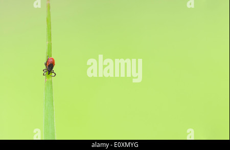 Immagine macro di un piccolo segno di spunta rosso insetto su una pianta verde foglia Foto Stock