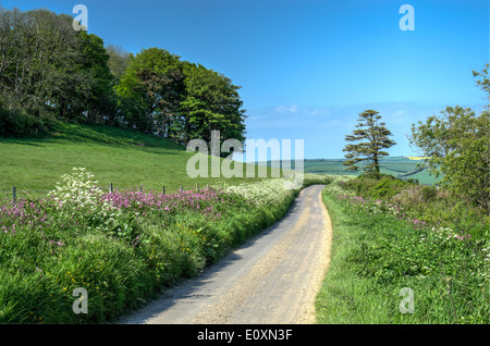 Il Dorset country lane in primavera-time Foto Stock