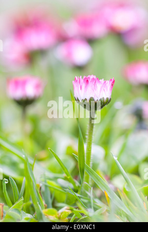 Pink daisy fiori crescono tra erba verde in giardino Foto Stock