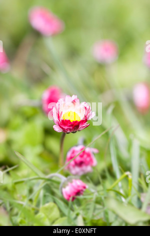 Pink daisy fiori crescono tra erba verde in giardino Foto Stock