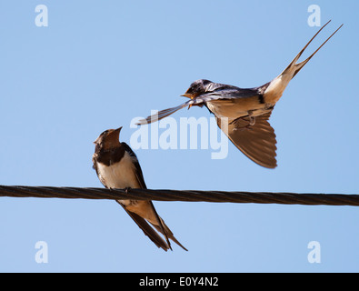 Swallow Hirundo rustica in volo per entrare a far parte di mate sul filo del telefono Foto Stock