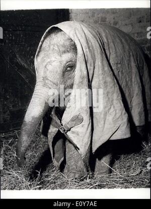 Mar 26, 1969 - che ha appena volato in voi ache tutto, gli occhi acqua, il vostro naso corre e si sente come morte riscaldato - e quando il tuo naso come lungo come Lulu è davvero avere problemi. Lulu, a due anni di baby elephant a Chessington Zoo, Surrey, volò nel nostro brutto clima dalla Tailandia e prontamente preso un raffreddore. Saggio keeper Alex Smith avvolto la sua fino in un telone e ha iniziato la sua su un appositamente latte arricchito la dieta. Tardi la relazione dice che lei è sulla buona strada per il recupero di ora-ma come lei manca il Sole Orientale. Foto Stock