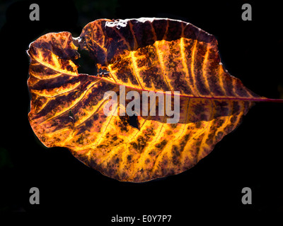 Foglie di autunno Cotinus grazia Foto Stock