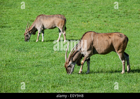 Due comuni elands / sud / eland eland antilope (Taurotragus oryx) pascolare nei prati Foto Stock