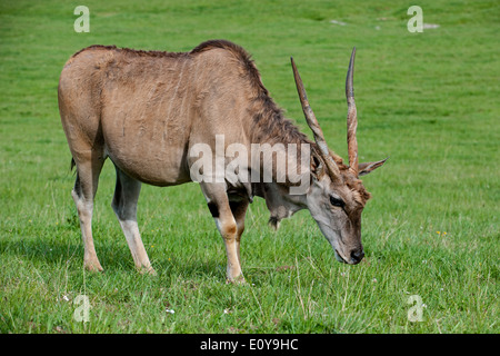 Comuni / eland eland meridionale / eland antilope (Taurotragus oryx) pascolare nei prati Foto Stock