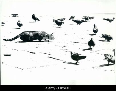 Sett. 24, 1969 - Questa immagine di un gatto di intrufolarsi su ignari piccioni è stata una presentazione ufficiale americano Robert Scheer, di stanza in Italia, all'Esercito USA FOTO DI CONCORRENZA(che viene impugnata dall esercito di membri in tutto il mondo). Ha vinto il premio per il ''animal'' categoria. Le immagini quindi andare a New York per una mostra. Foto Stock