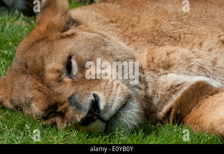 Leonessa dormire sdraiati sull'erba Foto Stock