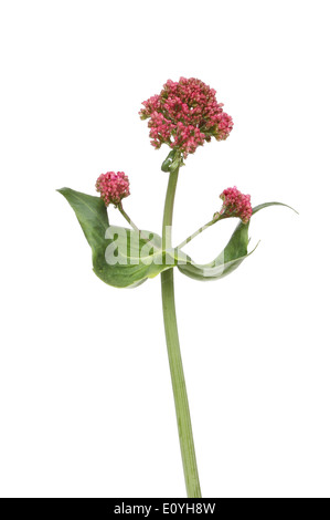 Rosso giovane, valeriana Centranthus ruber, impianti con red boccioli di fiori isolati contro white Foto Stock