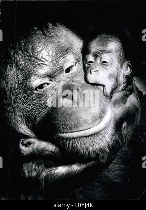 Giugno 30, 1970 - Un altro orango bambino nato a Monaco di Baviera: solo 16 mesi dopo la nascita sensazionale di orango gemelli un altro baby di queste grandi scimmie è nato a Monaco di Baviera zoo Hellabrunn solo un paio di giorni fa. La madre Evi erano stati due anni quando giunse alla zoo di Monaco nel 1962. Il Padre del neonato baby femmina come pure dei gemelli è 16-anno-vecchio orango Maxi. Compresi i 7 pre-guerra oranghi questo è il decimo per essere nato nel zoo di Monaco Foto Stock