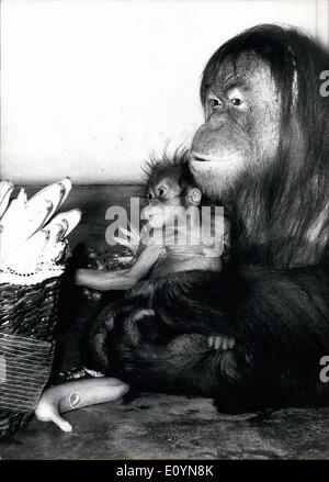 Nov. 11, 1970 - Il battesimo di Orang-Outang allo zoo di Hellabrunn. Monaco di Baviera: per celebrare l'occasione, il battezzato ''Guggi'' ha ottenuto le banane in un cestello. Il orang-outang girl, già nato 4 mesi fa presso lo zoo Hellabrunn, Monaco di Baviera (Germania) è stata nameless finora, che non era possibile eventuali ulteriori, come madre ''Evi' (11 anni, sull'immagine con il suo bambino) intendeva dire. Il manager ha convenuto con lei e celebrato un battesimo (29 ottobre), in occasione del quale il bambino ''Guggi'' non è solo un nome ma anche un sacco di banane. Foto Stock