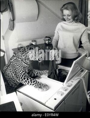 Mar 11, 1971 - aiutando con il lavaggio Lilce la coda, ovunque la sig.ra giugno Lacey andò così il suo Leopard ''Magpie'' era sicuro di così anche in cucina a casa sua in Hucknell, Wotls, mentre lei fa il lunedì di lavaggio. Signor Lacey è un direttore di Sherwood zoo. Foto Stock