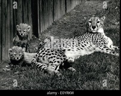 Apr. 04, 1971 - ghepardi a Whipsnade rompere i propri record mondiale.: Jack e Juanita, una coppia di ghepardi presso lo Zoo Whipsnade, sono riusciti a rompere i propri record mondiale per produrre il loro quarto cucciolata di cuccioli di essere nati in cattività. Quest'anno la lettiera, nato il 9 marzo, è costituito da tre femmine, che sono stati denominati 'Juba', Jonquill e Jalna. La prima cucciolata Juanita prodotta è stata nel 1967, aveva tre lupetti, ma solo Jason uno dei maschi sono sopravvissuti. La seconda cucciolata è stata nel 1968, quando aveva un altro tre lupetti, grazia, Janica e Frank Foto Stock