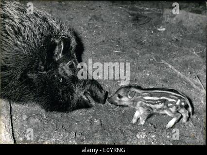 Apr. 07, 1971 - Wild Hog e il suo maialino Foto Stock