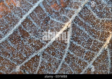 Trasformata per forte gradiente frost. Immagine presa in Bushy Park, London, Regno Unito Foto Stock