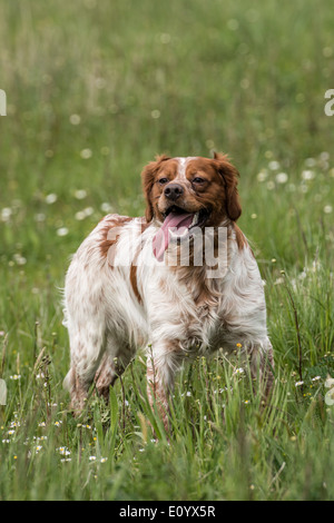 Epagneul Breton, noto anche come Epagneul Breton o American Brittany. Foto Stock