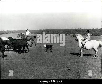 Ottobre 10, 1971 - equitazione LA GAMMA - alla mandria nuova foresta bestiame lontano da sostanze velenose ghiande.: Durante un round-up di nuova foresta bovini per salvare loro mangiare un raccolto di ghiande - velenoso per animali erbivori - a un giorno di età vitello soddisfa i piloti di volontariato che ha portato in alcuni 700 bovini appartenenti agli agricoltori con antichi "Popolani diritti". Mentre le giovenche e i manzi soggiorno in campo recintato, popolani " suini andare fuori nella foresta per un altro antico diritto, ''pannage'' - un 68-giorni di festa se montante di faggio e ghiande, su cui prosperano. Foto Stock