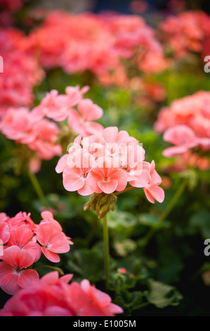 La verbena o rosa fiori di petunia a Doi Angkhang mountain Chiang Mai Thailandia Foto Stock