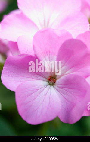 La verbena o rosa fiori di petunia a Doi Angkhang mountain Chiang Mai Thailandia Foto Stock