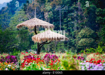 Bellissimo giardino di fiori in Doi Angkhang montagna, Chiang Mai, Thailandia Foto Stock