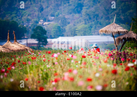 Bellissimo giardino di fiori in Doi Angkhang montagna, Chiang Mai, Thailandia Foto Stock