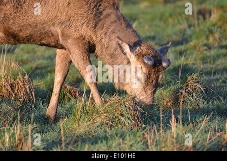 Red Deer cervo con corna di nuovo in crescita in febbraio, Bushy Park, London, Regno Unito Foto Stock