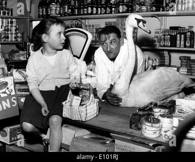 ZIGGY il cigno. John Lewis, proprietario di un piccolo negozio di carattere generale in legno masterizzare, Berks ha un piccolo bambino swan cigno come un pet Foto Stock