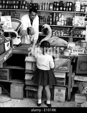 ZIGGY il cigno. John Lewis, proprietario di un piccolo negozio di carattere generale in legno masterizzare, Berks ha un piccolo bambino swan cigno come un pet Foto Stock