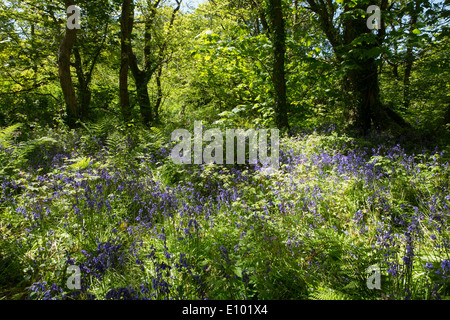 Bluebells inglese in strada bosco di St Loy, Cornwall Foto Stock