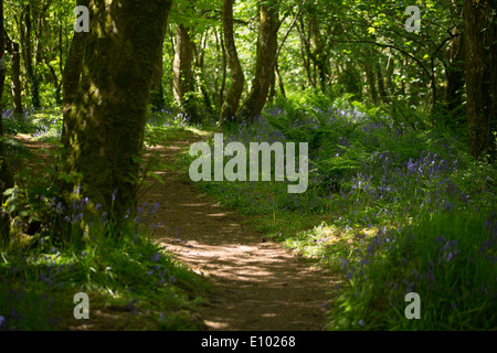 Bluebells inglese in strada bosco di St Loy, Cornwall Foto Stock
