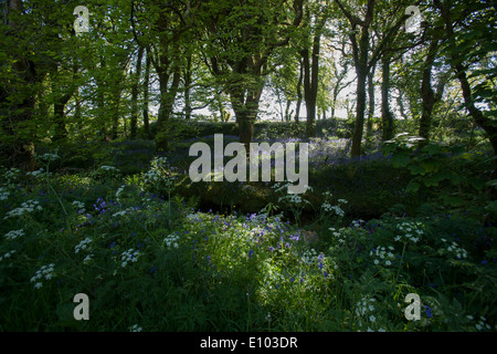 Bluebells inglese in strada bosco in prossimità di Newmill Cornovaglia Foto Stock