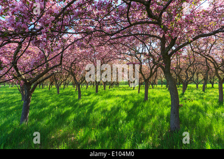 Alberi con fiori di colore rosa in un parco Foto Stock