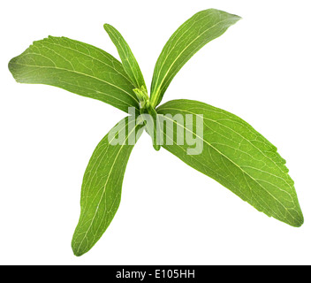 La stevia rebaudiana, dolce foglia sostituto dello zucchero su sfondo bianco Foto Stock