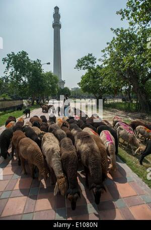 (140521) -- Calcutta, 21 maggio 2014 (Xinhua) -- un pastore di greggi di capre vicino a terra Maidan di Calcutta, capitale dell'est lo stato indiano del Bengala Occidentale, 20 maggio 2014. (Xinhua/Tumpa Mondal) Foto Stock