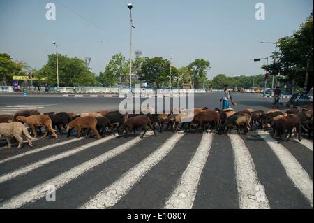 (140521) -- Calcutta, 21 maggio 2014 (Xinhua) -- un pastore di greggi di capre vicino a terra Maidan di Calcutta, capitale dell'est lo stato indiano del Bengala Occidentale, 20 maggio 2014. (Xinhua/Tumpa Mondal) Foto Stock