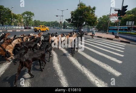 (140521) -- Calcutta, 21 maggio 2014 (Xinhua) -- un pastore di greggi di capre vicino a terra Maidan di Calcutta, capitale dell'est lo stato indiano del Bengala Occidentale, 20 maggio 2014. (Xinhua/Tumpa Mondal) Foto Stock