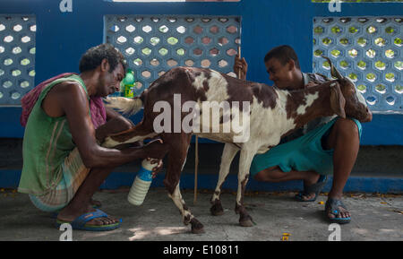 (140521) -- Calcutta, 21 maggio 2014 (Xinhua) -- un pastore latti una capra in massa di Maidan di Calcutta, capitale dell'est lo stato indiano del Bengala Occidentale, 20 maggio 2014. (Xinhua/Tumpa Mondal) Foto Stock