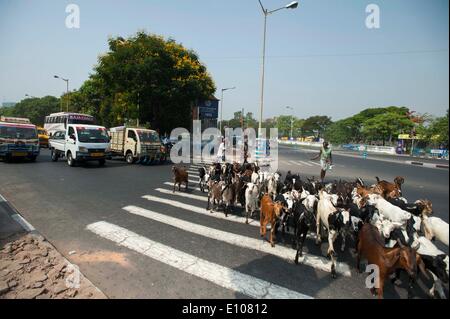 (140521) -- Calcutta, 21 maggio 2014 (Xinhua) -- un pastore di greggi di capre vicino a terra Maidan di Calcutta, capitale dell'est lo stato indiano del Bengala Occidentale, 20 maggio 2014. (Xinhua/Tumpa Mondal) Foto Stock