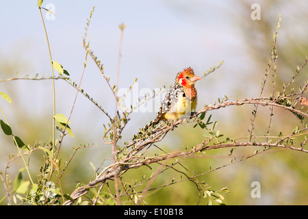 Rosso e Giallo (Barbet Trachyphonus erythrocephalus). Fotografato in Tanzania Foto Stock