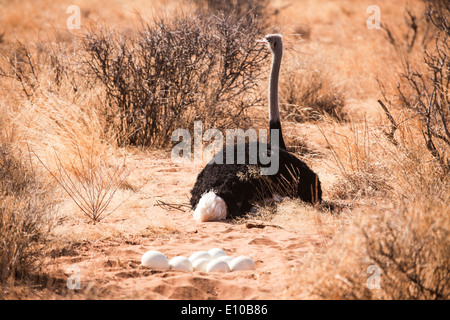 Nido di struzzo (Struthio camelus) sul terreno. Le uova possono essere visti in primo piano. Fotografato in Tanzania Foto Stock