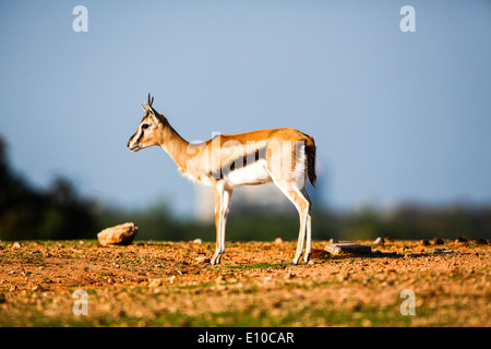 Thomson gazelle (Eudorcas thomsonii) fotografato in Tanzania Foto Stock