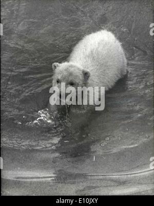 Mar 15, 1973 - ''Paddiwack'' tenta di eseguire il suo primo tuffo al London Zoo: ''Paddiwack'', la Polar Bear Cub, era fuori nel sole al London Zoo oggi con sua madre Sally, il Cucciolo, il terzo polar bear cub ad essere allevati con successo allo Zoo poiché il famoso Brumas nato nel 1949, ha deciso di prendere il suo primo tuffo in piscina a bear pit. Mostra immagine: ''Paddiwack'' spenna coraggio ed entra nella piscina per il suo primo tuffo al London Zoo oggi. Foto Stock