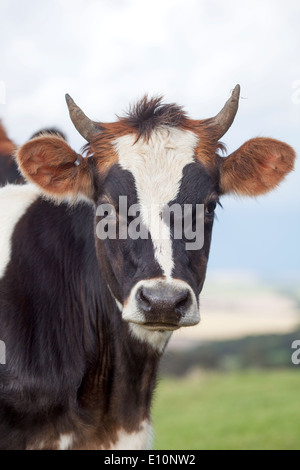 Fronte della mucca Foto Stock