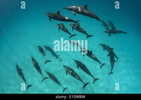 Una scuola di delfini comuni, Egitto (Delphinus delphis) Foto Stock