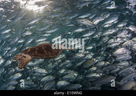 Una tartaruga verde coperta da Big-eye carangidi, Malesia (Chelonia Mydas), (Caranx sexfasciatus) Foto Stock