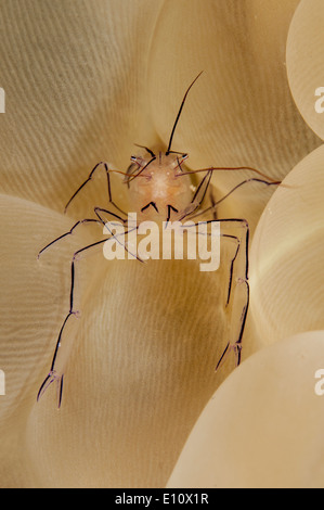 Una bolla di gamberi di corallo a bolla corallo, Malaysia (vir philippinensis) Foto Stock