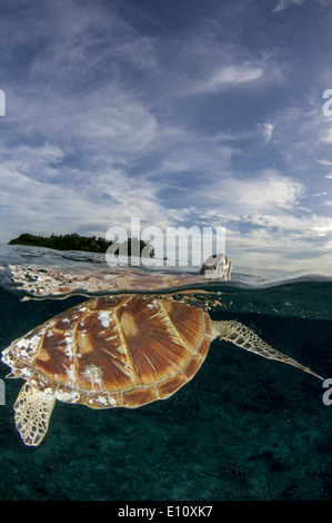 Tartaruga Verde, isola Sipdan Malaysia (Chelonia Mydas) Foto Stock