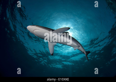 Silky Shark, Sudan (Carcharhinus falciformis) Foto Stock